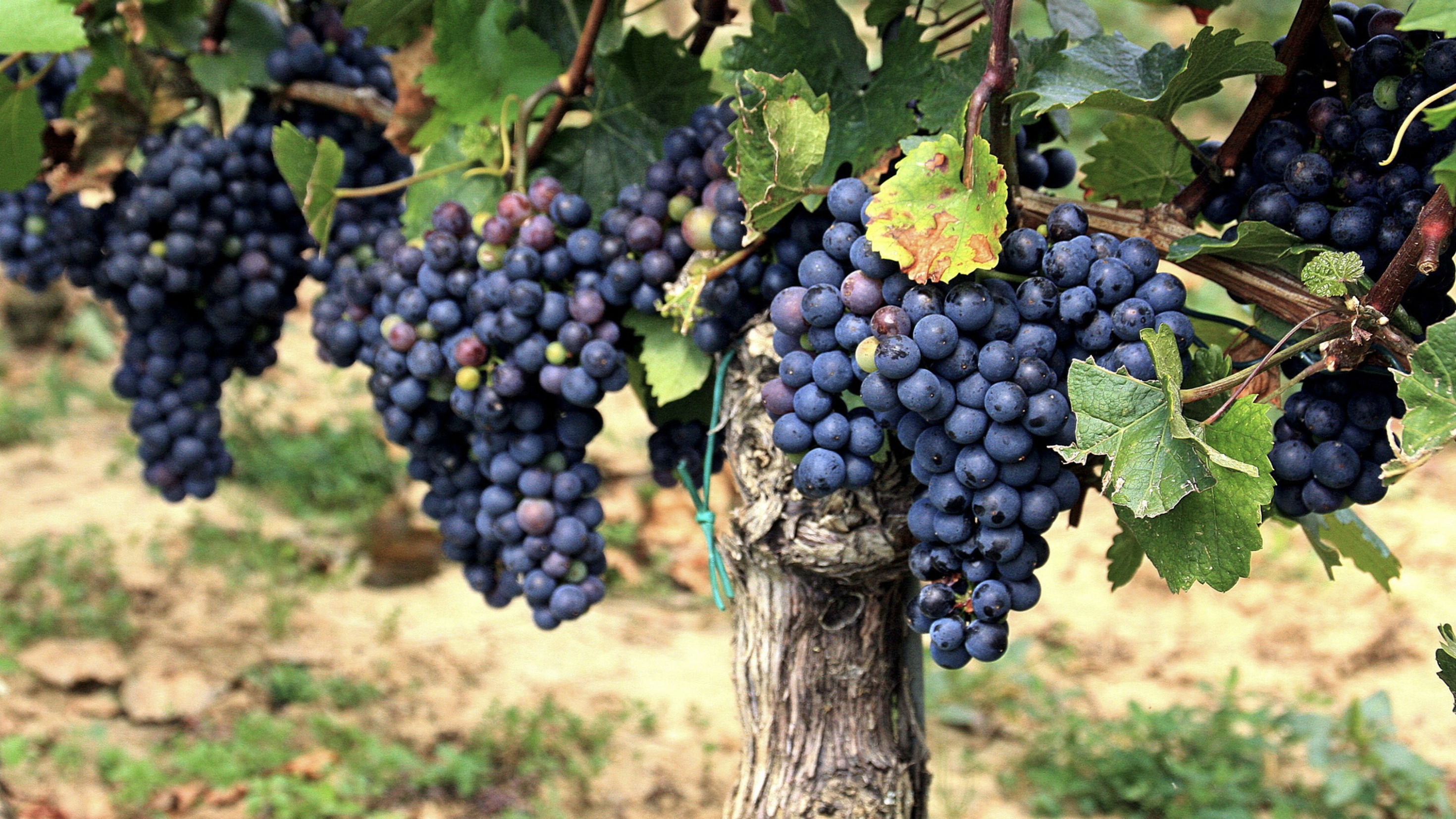 Abiding N.O.W. Vignettes